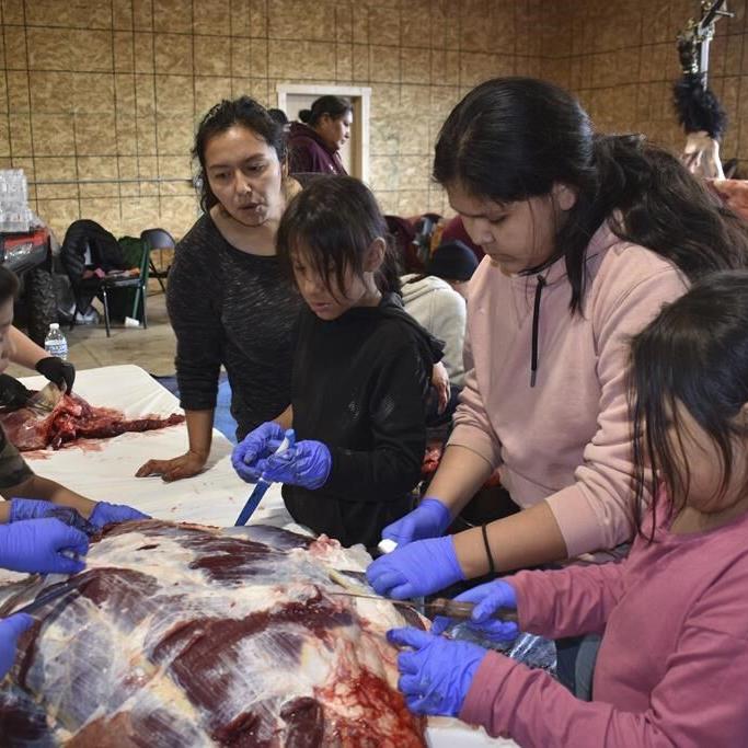 Bison spread as Native American tribes reclaim stewardship